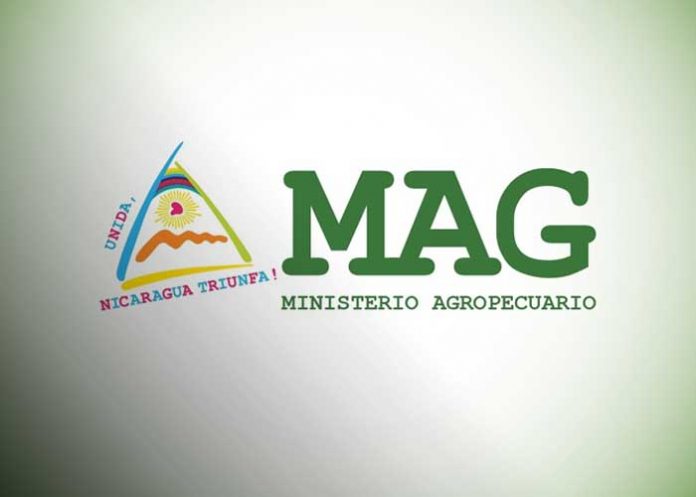 Foto: MAG Nicaragua