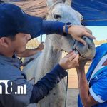 Foto: Apoyo veterinario para equinos en Ciudad Sandino / TN8