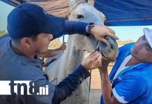 Equinos de Ciudad Sandino son mimados y atendidos gratuitamente en jornada veterinaria Foto: Apoyo veterinario para equinos en Ciudad Sandino / TN8