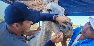 Foto: Apoyo veterinario para equinos en Ciudad Sandino / TN8