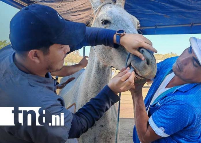 Foto: Apoyo veterinario para equinos en Ciudad Sandino / TN8