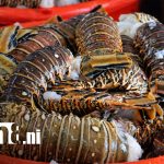 Foto: Pesca y acuicultura de Nicaragua / TN8