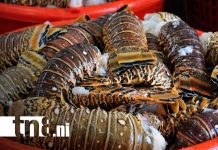 Foto: Pesca y acuicultura de Nicaragua / TN8