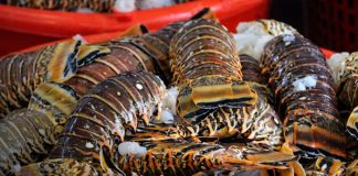 Foto: Pesca y acuicultura de Nicaragua / TN8