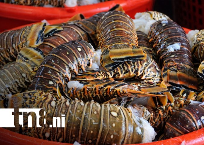 Foto: Pesca y acuicultura de Nicaragua / TN8