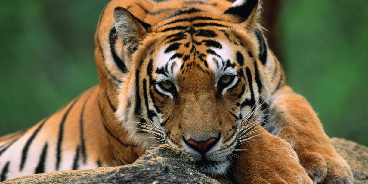 Foto: Muerte masiva de tigres en Tailandia /Cortesía