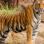 Foto: Muerte masiva de tigres en Tailandia /Cortesía