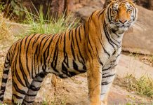 Brote mortal en Tailandia: mueren más de 70 tigres por virus letal Foto: Muerte masiva de tigres en Tailandia /Cortesía