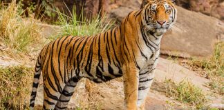 Foto: Muerte masiva de tigres en Tailandia /Cortesía