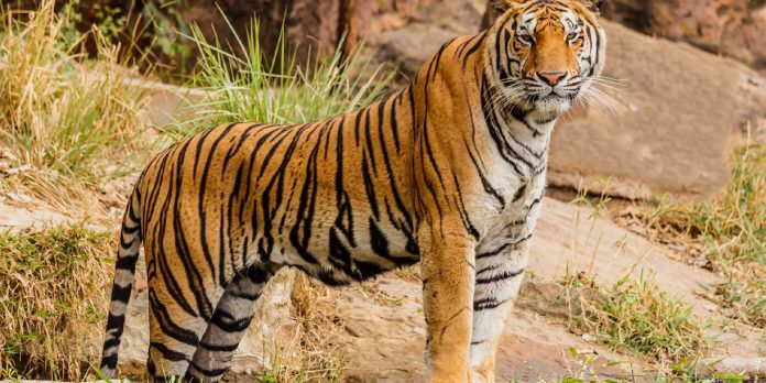 Foto: Muerte masiva de tigres en Tailandia /Cortesía