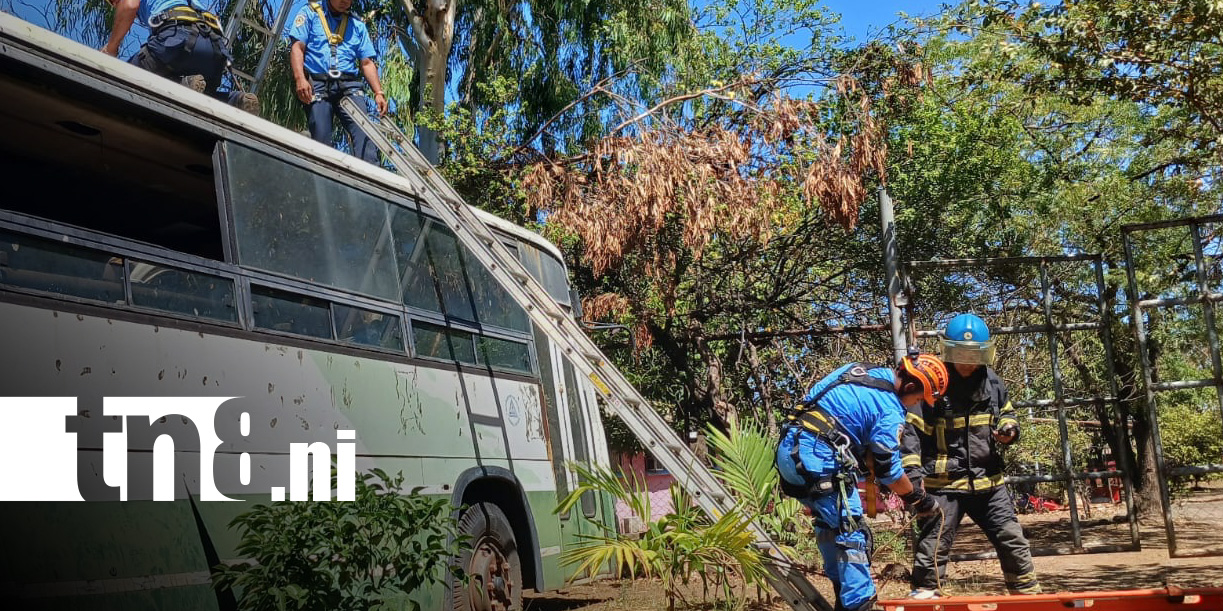 Foto: Bomberos ponen en práctica técnicas de rescate con caída de árboles / TN8