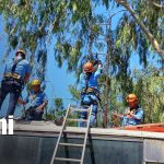 Foto: Bomberos ponen en práctica técnicas de rescate con caída de árboles / TN8