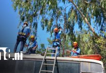 Foto: Bomberos ponen en práctica técnicas de rescate con caída de árboles / TN8