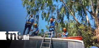 Foto: Bomberos ponen en práctica técnicas de rescate con caída de árboles / TN8