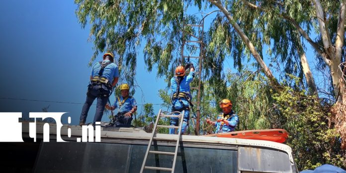 Foto: Bomberos ponen en práctica técnicas de rescate con caída de árboles / TN8