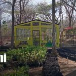 Foto: Vivero de Nandaime amplía producción a más de 60 mil plantas/TN8