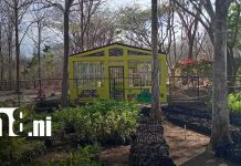 Inauguran ampliación de vivero en Nandaime: producción supera las 60 mil plantas al año Foto: Vivero de Nandaime amplía producción a más de 60 mil plantas/TN8
