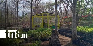 Foto: Vivero de Nandaime amplía producción a más de 60 mil plantas/TN8