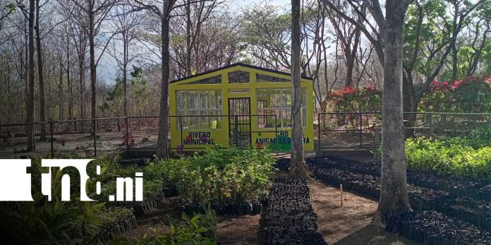 Foto: Vivero de Nandaime amplía producción a más de 60 mil plantas/TN8