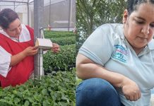 Foto: IPSA certifica 13.94 toneladas de plantas ornamentales para exportación/cortesía