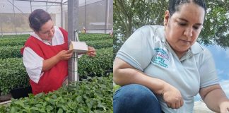 Foto: IPSA certifica 13.94 toneladas de plantas ornamentales para exportación/cortesía