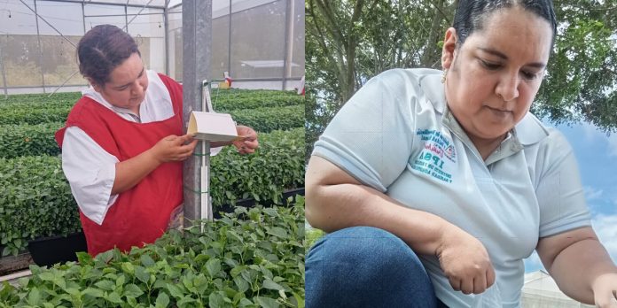 Foto: IPSA certifica 13.94 toneladas de plantas ornamentales para exportación/cortesía