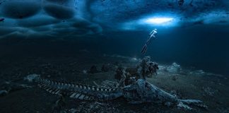 Foto: Ballenas: hallan cementerio bajo el hielo en Groenlandia/Cortesía