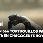 Foto: Plan Veraniego 2026 incluye protección de vida marina activa/Cortesía
