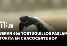 Foto: Plan Veraniego 2026 incluye protección de vida marina activa/Cortesía