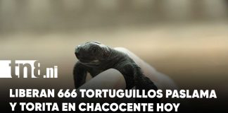 Foto: Plan Veraniego 2026 incluye protección de vida marina activa/Cortesía