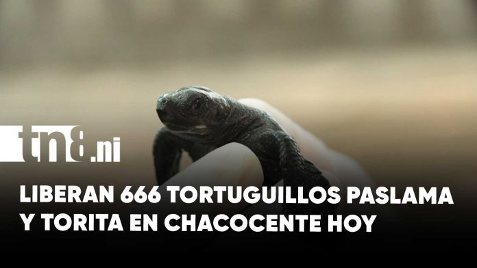 Foto: Plan Veraniego 2026 incluye protección de vida marina activa/Cortesía