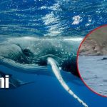 Foto: Turistas se topan con una ballena jorobada y su cría en San Juan del Sur / Cortesía
