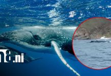 Foto: Turistas se topan con una ballena jorobada y su cría en San Juan del Sur / Cortesía