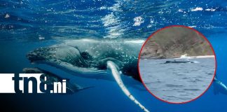 Foto: Turistas se topan con una ballena jorobada y su cría en San Juan del Sur / Cortesía
