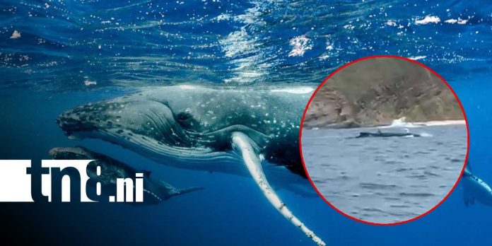 1 Foto: Turistas se topan con una ballena jorobada y su cría en San Juan del Sur / Cortesía