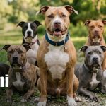 Foto: Terror en Dipilto: jauría de perros ataca a joven/TN8