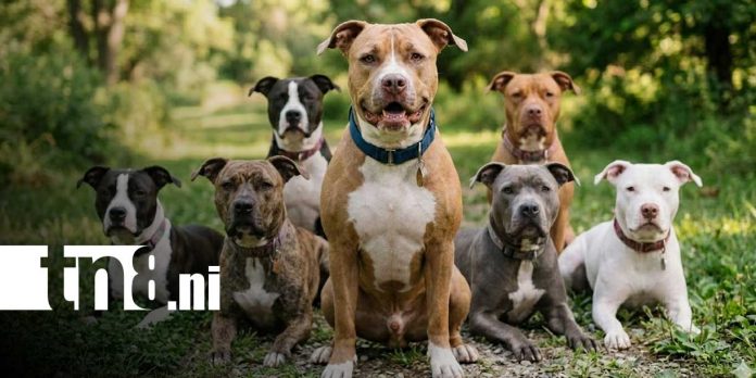 Foto: Terror en Dipilto: jauría de perros ataca a joven/TN8