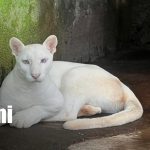 Foto: Zoológico Thomas Belt atenderá en Semana Santa y anuncia mejoras en recinto de pumitas/TN8