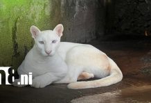 Zoológico Thomas Belt atenderá en Semana Santa y anuncia mejoras en recinto de pumitas Foto: Zoológico Thomas Belt atenderá en Semana Santa y anuncia mejoras en recinto de pumitas/TN8