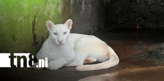 Foto: Zoológico Thomas Belt atenderá en Semana Santa y anuncia mejoras en recinto de pumitas/TN8