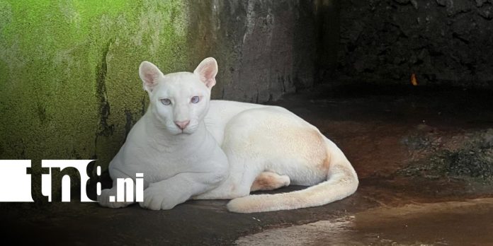 Foto: Zoológico Thomas Belt atenderá en Semana Santa y anuncia mejoras en recinto de pumitas/TN8