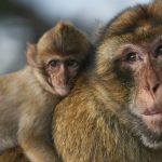 Foto: ¡Día del Macaco! primates héroes de los bosques /Cortesía