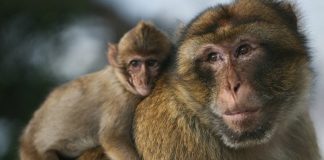 Foto: ¡Día del Macaco! primates héroes de los bosques /Cortesía