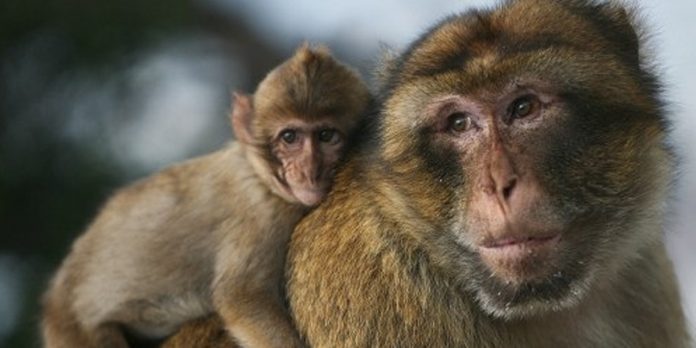 Foto: ¡Día del Macaco! primates héroes de los bosques /Cortesía