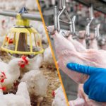 Foto: Avicultura panameña busca certificación internacional para crecer en el Caribe/Cortesía