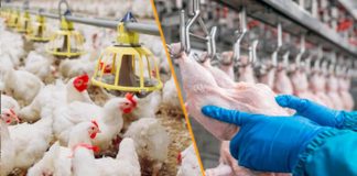 Foto: Avicultura panameña busca certificación internacional para crecer en el Caribe/Cortesía