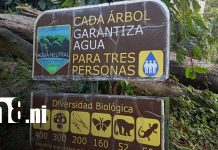 Foto: Nicaragua destaca en el Centroamérica Big Day 2026/ TN8