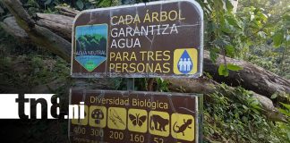 Foto: Nicaragua destaca en el Centroamérica Big Day 2026/ TN8