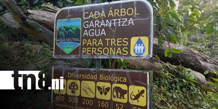 Foto: Nicaragua destaca en el Centroamérica Big Day 2026/ TN8