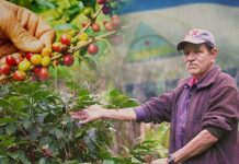 Foto: Cierre nacional de cosecha cafetalera 2025-2026 /Cortesía